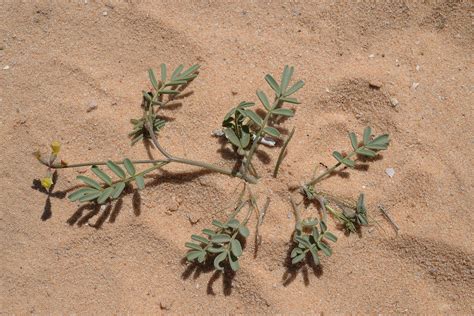 Hippocrepis constricta Kunze | Plants of the World Online | Kew Science
