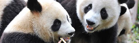 How to Spend Your Layover in Chengdu: Things to Do in 8, 10, and 15 Hours