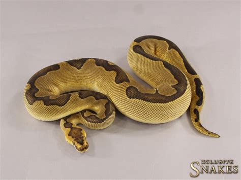 Image result for Ivory Enchi Ball Python