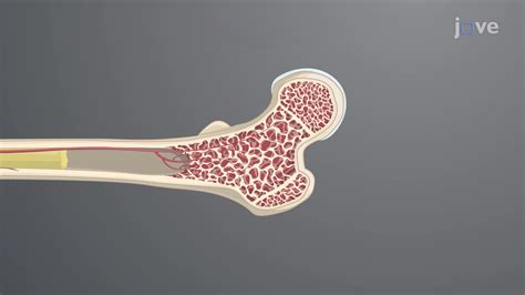 Anatomy and Physiology - JoVE