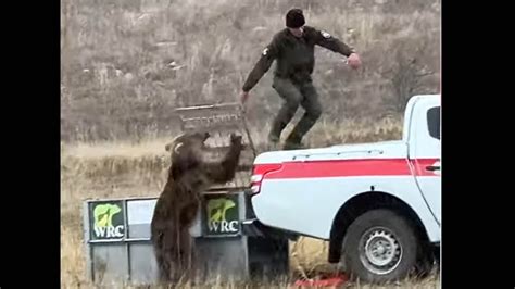 Wyoming Experts Say Safety Rules Ignored In Bear Release That Ended In ...