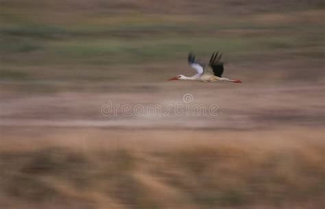 Camera Pan Example 的图像结果