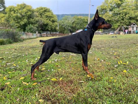 Champion AKC Doberman Pinscher Puppies for Sale | Rome, Georgia
