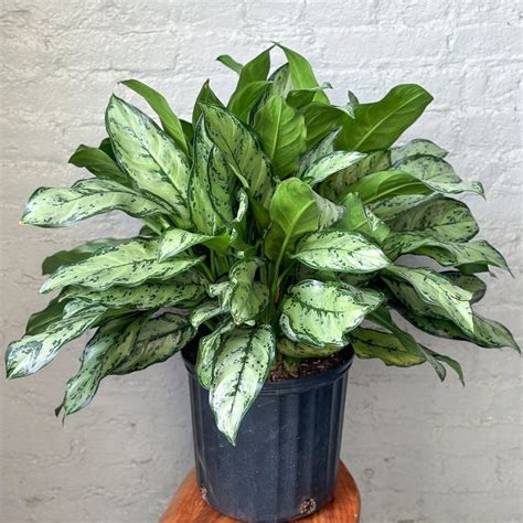 Aglaonema 'Primo' - Primo Chinese Evergreen – Ed's Plant Shop