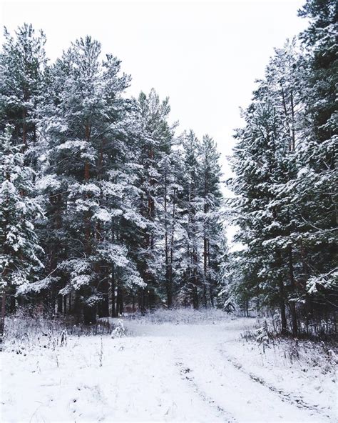 Winter Forest Road