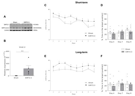 Understanding the Potential Role of Sirtuin 2 on Aging: Consequences of ...