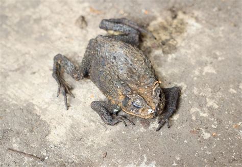 Image result for Alaskan Tree Frog