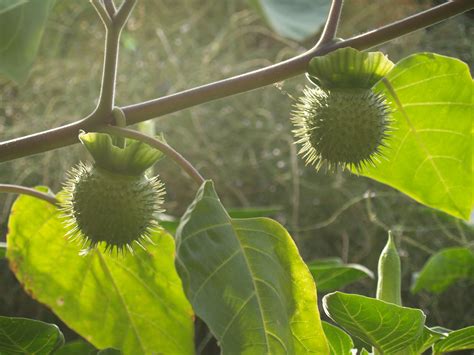 Seed capsules of thornapple (Datura metel) | The Medieval Garden Enclosed | The Metropolitan ...