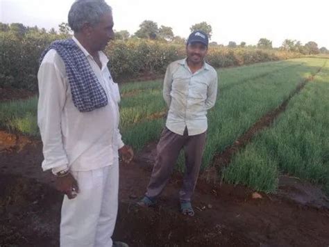 Biofungicide - PHMS Reform Manufacturer from Ahmedabad