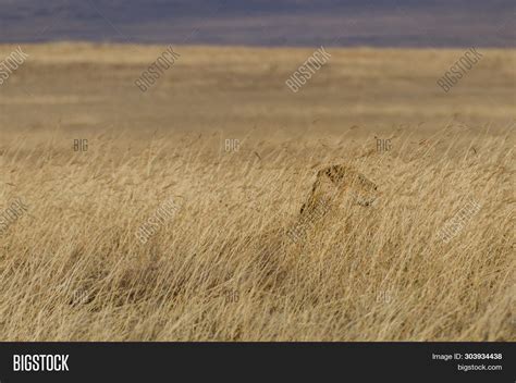 Camouflage Lion