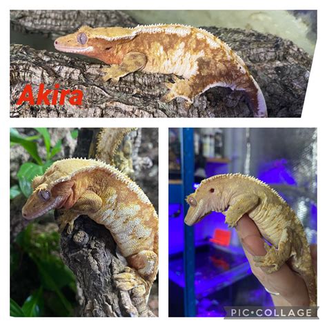 Crested Gecko Morph / Trait Guide - Crested Geckos - MorphMarket ...