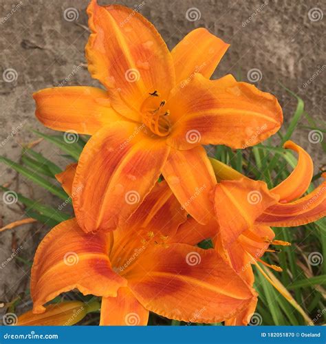 Image result for BFS Algorithm Trecing