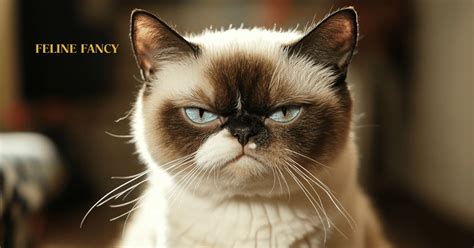 Image result for Else Command On PowerShell