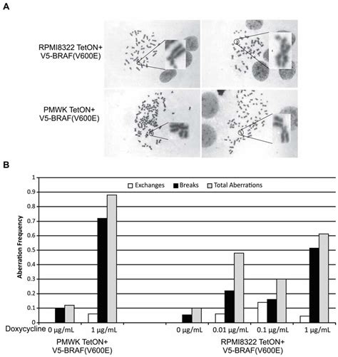 Oncogenic BRAF(V600E) Induces Clastogenesis and UVB Hypersensitivity