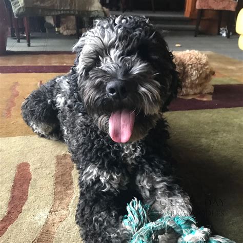 Labradoodle Full Grown Black