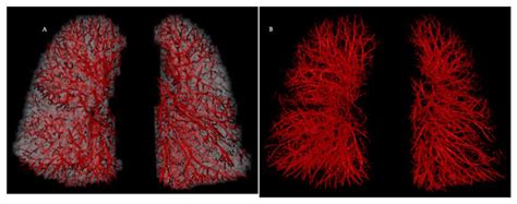 From Early Morphometrics to Machine Learning—What Future for ...
