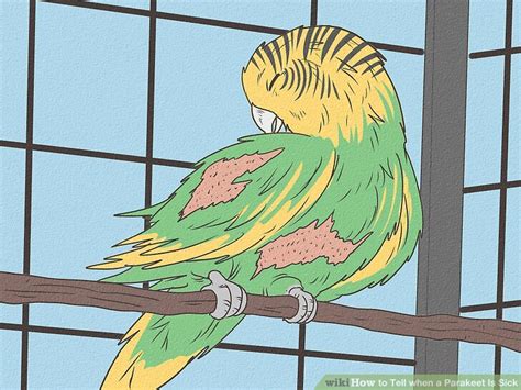 Sick Parakeet 的图像结果