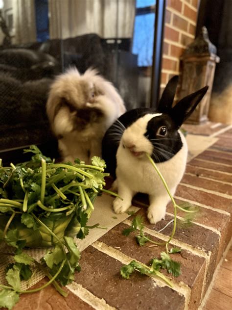 bunnies eating cilantro is always amusing : r/Rabbits