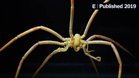 How Giant Sea Spiders May Survive in Warming Oceans - The New York Times
