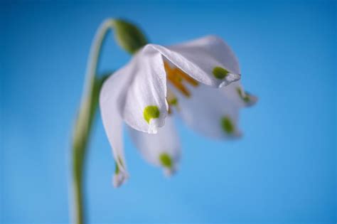 Image result for Spring Snowflake Bells