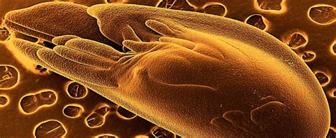 EMSI - Electron Microscope Society of India