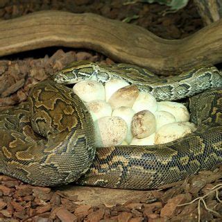 African Rock Python Baby 的图像结果