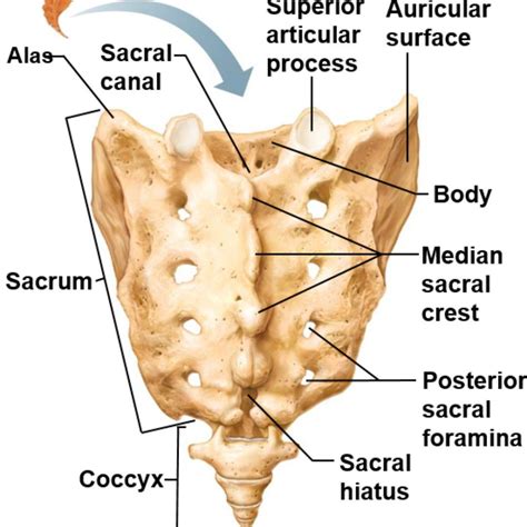 Alae Of Sacrum