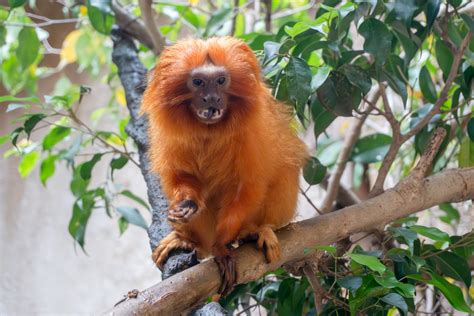 Tití león dorado - BIOPARC Fuengirola