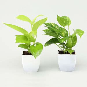 UGALOO Money Plant Price in India - Buy UGALOO Money Plant online at ...