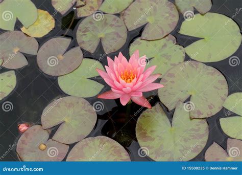 Lily pads and flower stock image. Image of outdoors, nature - 15500235