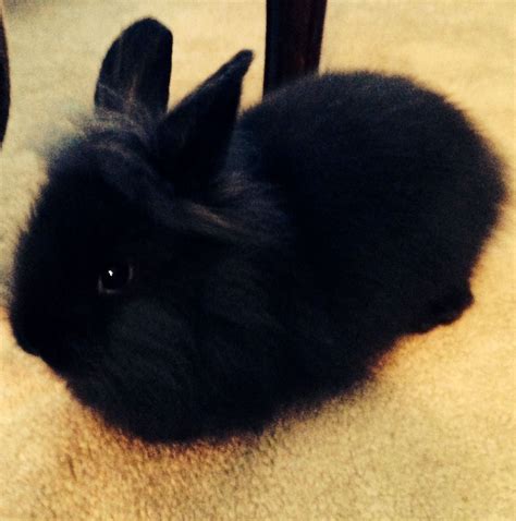 Black Lionhead Rabbit on Floor