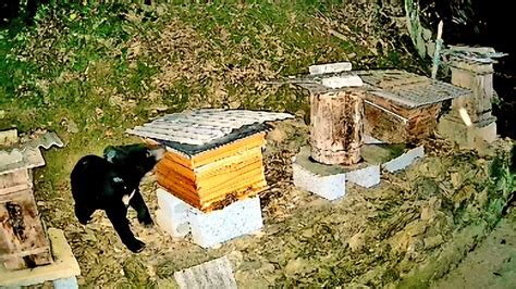 黑熊频来偷吃蜂蜜被监控录下 蜂农一点也恨不起来-荆楚网-湖北日报网