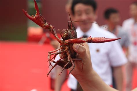 全国小龙虾地图，中国哪里的小龙虾最好吃？ - 知乎