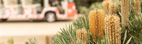 Explorer Adventure Tour: Secrets of Australian Plants, Royal Botanic ...