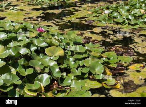 Pond 的图像结果