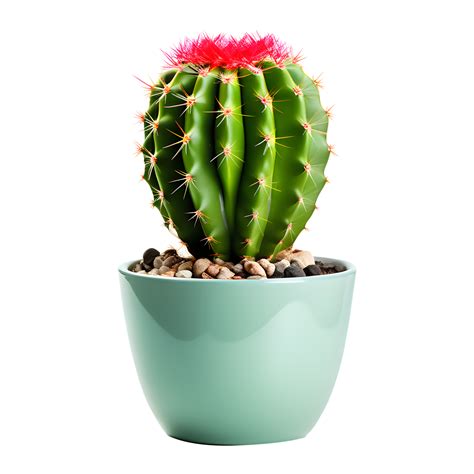 AI generated Cactus in Pot Isolated on Transparent Background 36091484 PNG