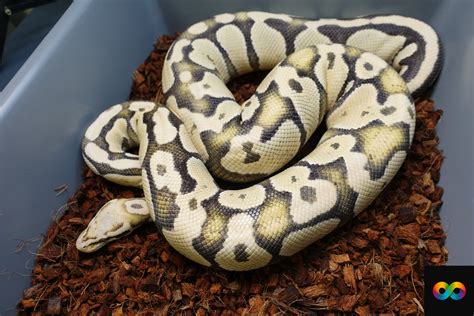 Image result for Pin Strip Ghost Ball Python