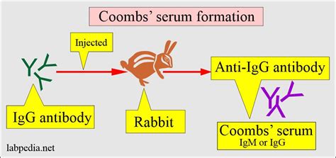 Image result for Coombs Reagent