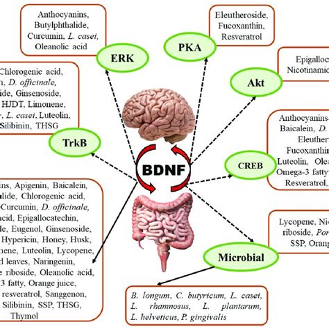 Image result for Bdmf Modulation