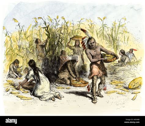 Indians Harvesting Corn
