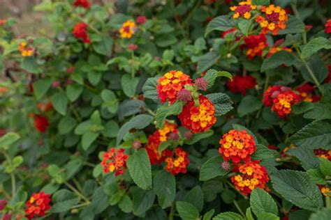 33 Low-Maintenance Plants That Survive the Hottest Months With Ease
