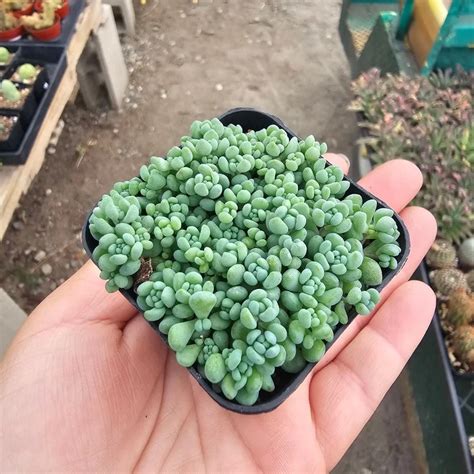 Sedum – A Hardy Drought Tolerant Succulent