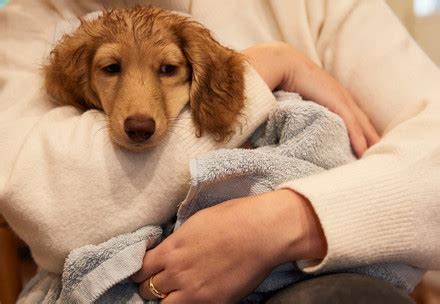 FOUR PAWS News Archive - Animal Welfare Organisation