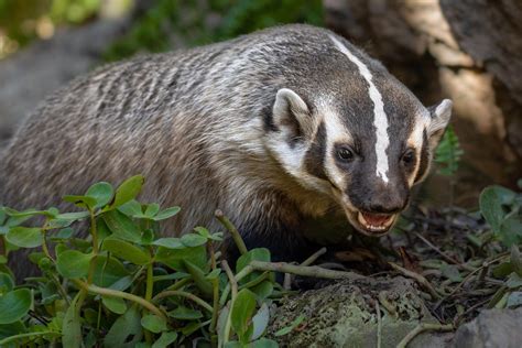 50 Animals Beginning With B - Meredith Plays