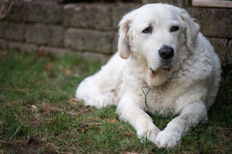 Types Of White Dog Breeds at Paige Cremean blog
