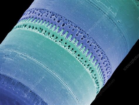 Diatom, SEM - Stock Image - C002/9489 - Science Photo Library