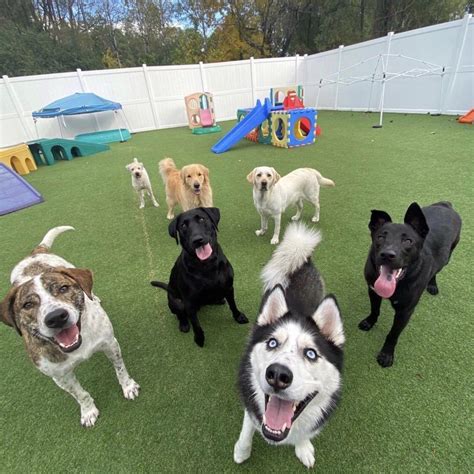 Doggie Daycare Services For Dogs Near Saratoga Springs, Wilton, Clifton ...