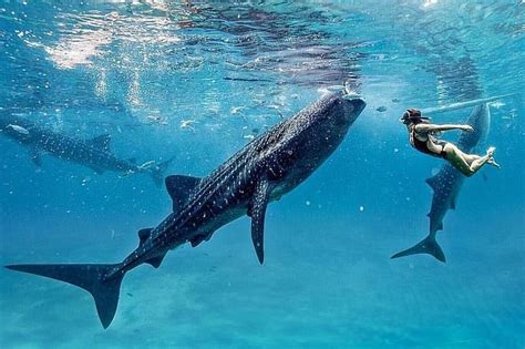 Bohol Whale Shark Experience & Pahangog Twin Falls Tour | Philippines - KKday