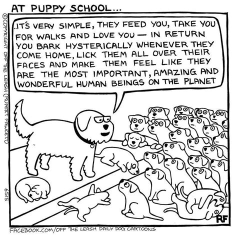 how to train a puppy in the house