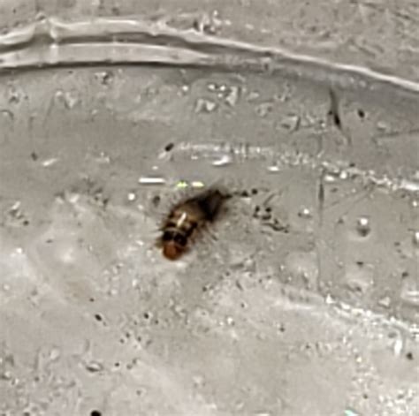 Larva of carpet beetle - PEST CONTROL CANADA